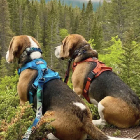rockymountaindoggear